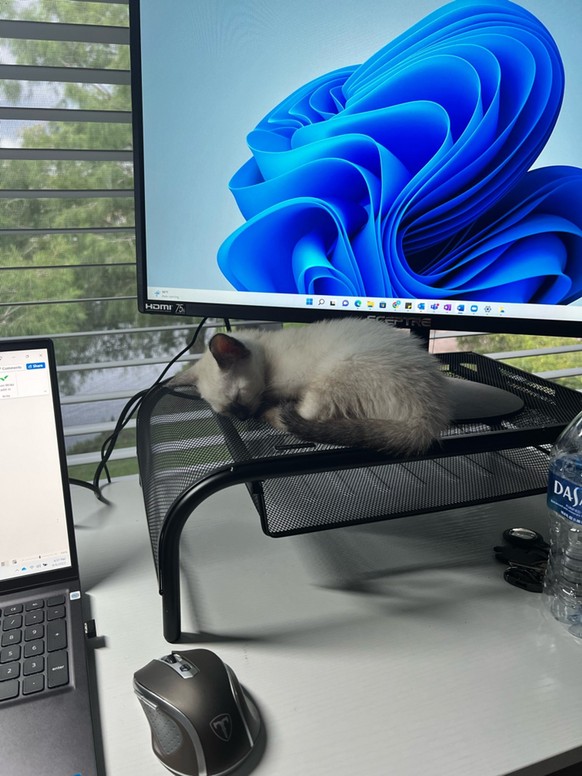 Katze schläft auf Arbeitsplatz