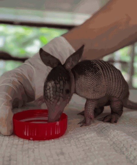 GIF animé