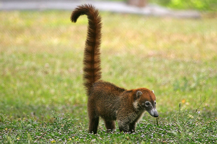 Die lustigsten Tierbilder der Woche: Der Nasenbär