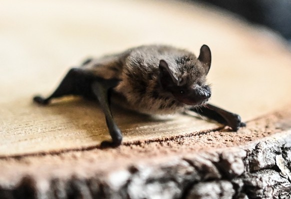 Sarah B?lke von der NABU Essen hilft verwaisten Flederm?usen *** NUR F?R REDAKTIONELLE ZWECKE *** EDITORIAL USE ONLY ***<p>Eine junge Zwergfledermaus sitzt am Mittwoch, den 29. Juli 2020 ...