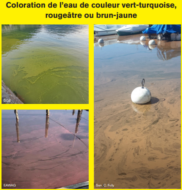 Voici à quoi il faut faire attention avec les cyanobactéries.