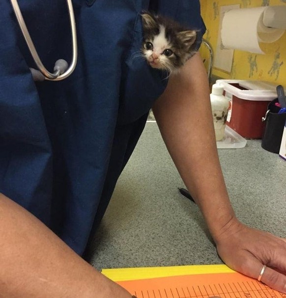 cute news tier katze

https://imgur.com/t/aww/A2SqRSa