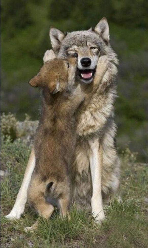 cute news tier wolf

https://ch.pinterest.com/pin/9710955442206052/