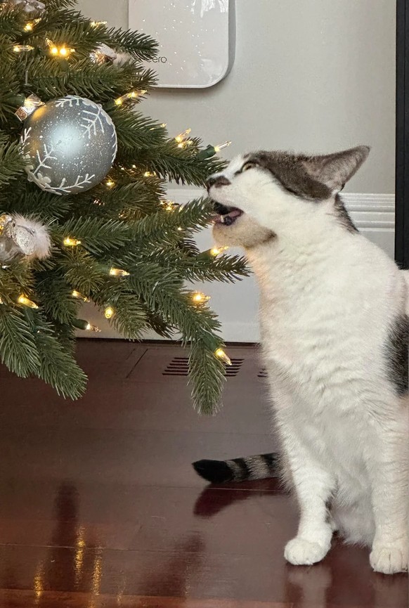 cute news tier katze

https://www.reddit.com/r/catsandchristmastrees/comments/1pjyn7h/my_boys_enjoying_their_trees/