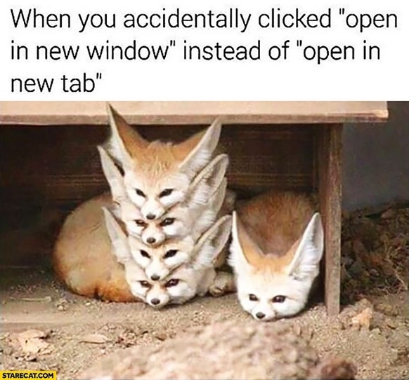 Fuchs-Meme Cute News