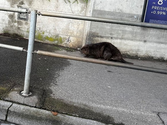 Il aime aussi le trottoir, un castor se promène dans Möhlin, en Argovie, en plein jour.