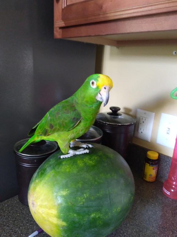 cute news tier papagei vogel sitzt auf einer wassermelone

https://old.reddit.com/r/parrots/comments/w5gy9n/she_laid_her_first_egg_but_its_bigger_than_i/