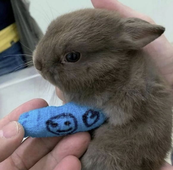 Cute News: Herzige Tierbilder