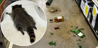 Ce raton laveur n'aurait jamais dû siffler toutes ces bouteilles