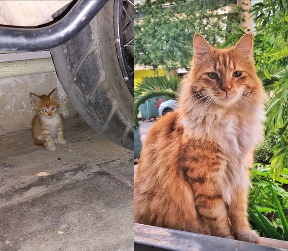 cute news tier katze

https://www.reddit.com/r/aww/comments/1mo9ckh/ginger_my_stray_pal_then_now_2_years_in_between/