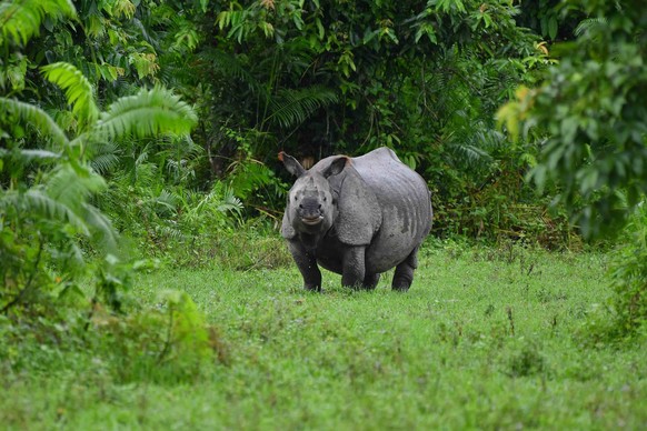 Floods Hit Kaziranga National Park In Assam An Indian one-horn rhinoceros is taking shelter on dry land during floods at Kaziranga National Park in Nagaon District of Assam, India, on July 1, 2024. Na ...