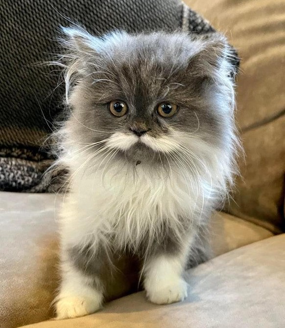 cute news animal tier cat katze

https://www.reddit.com/r/aww/comments/rqur39/my_new_kitten_needs_a_name/