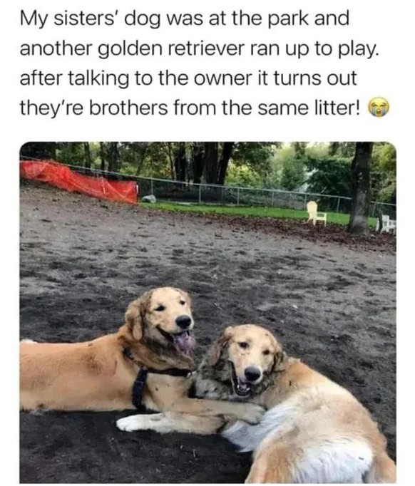 cute news tier hund

https://www.reddit.com/r/AnimalsBeingBros/comments/1haxffr/wholesome_story_about_dogs_being_bros/