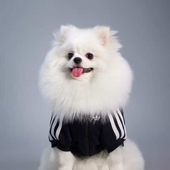 Adidas sort une collection pour chiens et chats.