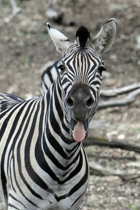 cute news animal tier zebra

https://www.reddit.com/r/Zebra/comments/sgwjt3/what_zebras_do_behind_your_back_when_youre_not/