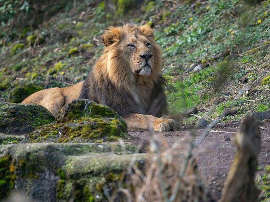 Le lion asiatique Radja a d