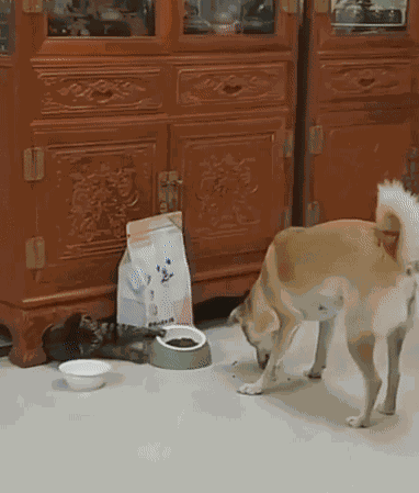 GIF animé