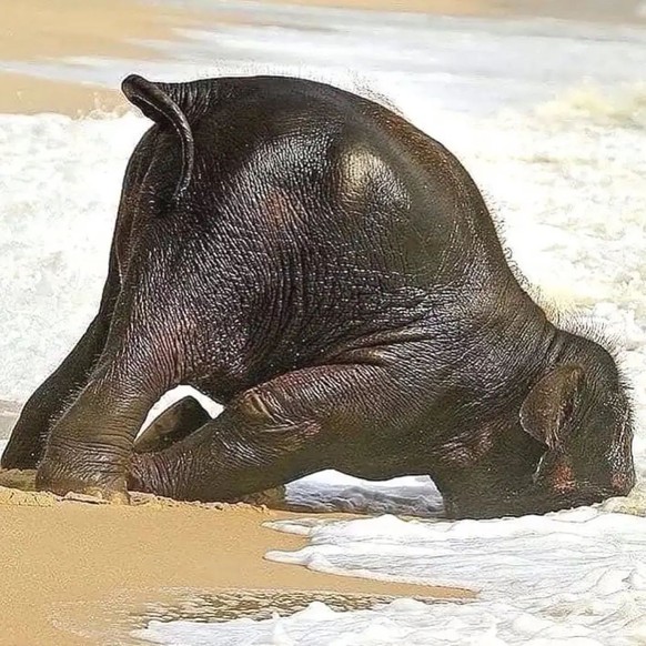 cute news tier elefant

https://www.reddit.com/r/Elephants/comments/124igcg/i_hope_your_day_is_going_better_than_mine/