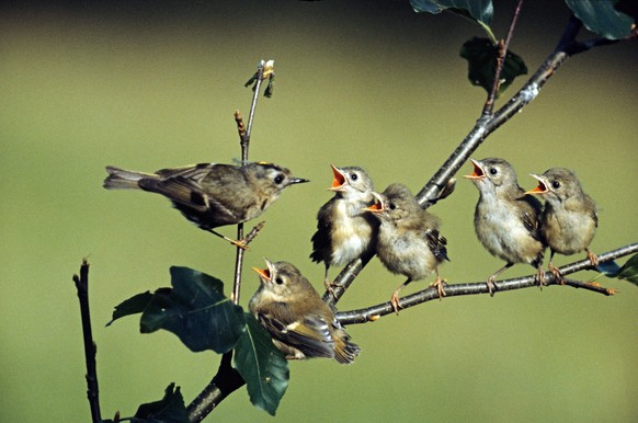 Bildnummer: 52412467 Datum: 15.07.2007 Copyright: imago/McPHOTO/Thielscher
Wintergoldhähnchen (Regulus regulus) - Weibchen mit Jungvögel, Tiere; 2007, Ostalbkreis, Deutschland, Vögel, Jungvogel, Jungv ...
