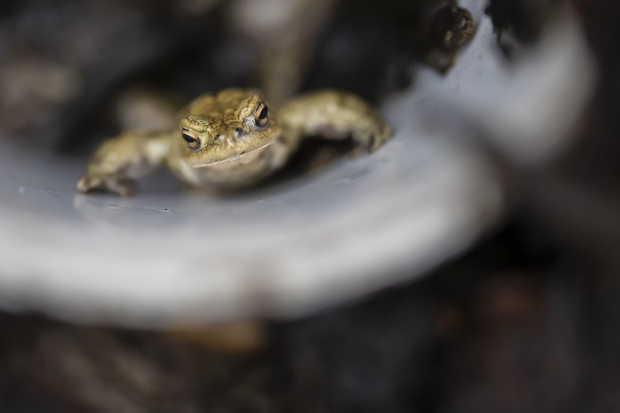 Illustration d’un crapaud.