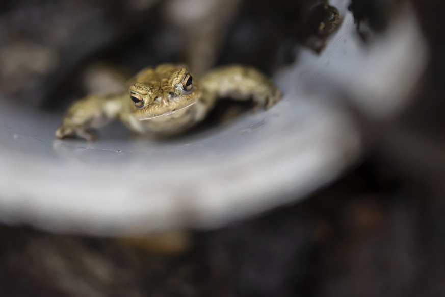 Eine Erdkroete in einem Sammelkuebel bei einem Amphibienzaun, aufgenommen waerend einer Einfuehrung fuer Freiwillige durch Stadtgruen Winterthur beim Forsthof Eschenberg in Winterthur.am Freitag, 10.  ...