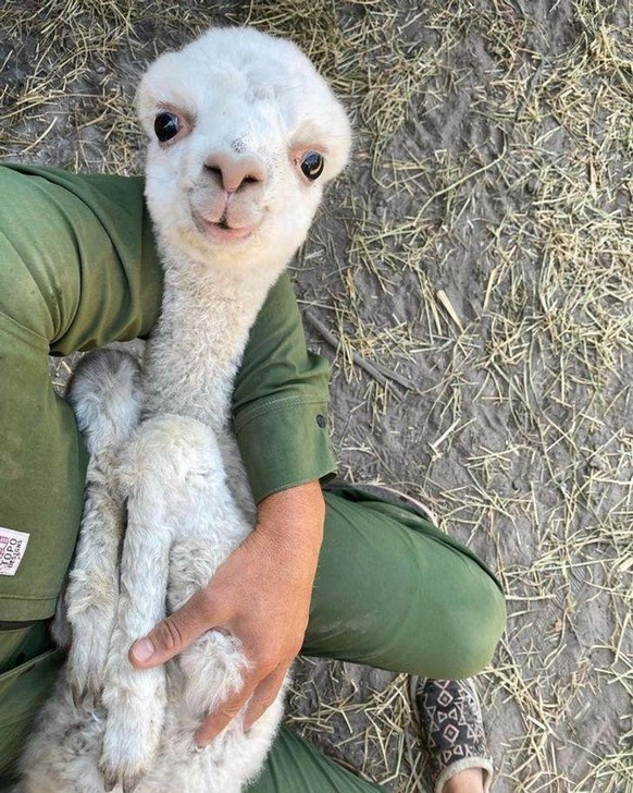 cute news animal tier lamm schaf

https://imgur.com/t/aww/eOEheAe