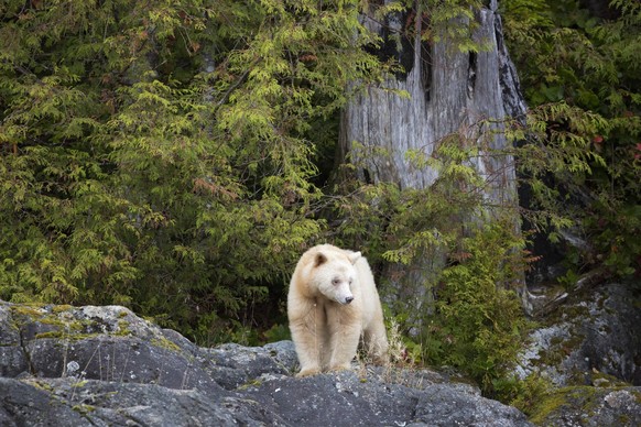 Kermode bear, BC, Canada PUBLICATIONxINxGERxSUIxAUTxHUNxONLY acp82009 JohnxExMarriott

Kermode Bear BC Canada PUBLICATIONxINxGERxSUIxAUTxHUNxONLY acp82009 JohnxExMarriott