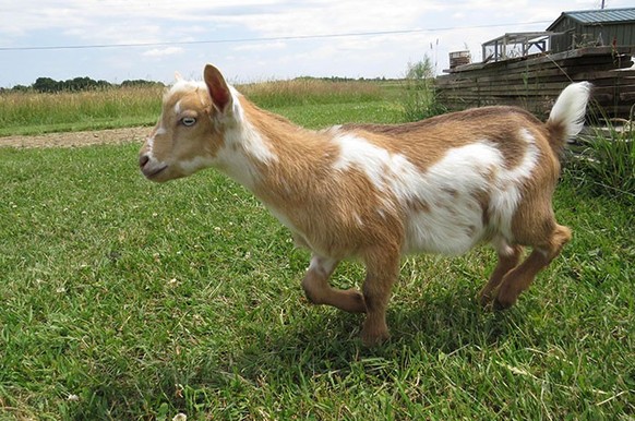 cute news tier ziege

https://www.reddit.com/r/aww/comments/zseg10/baby_goat_with_mini_goat_pattern_on_fur_oc/