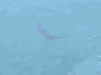 GIF animé