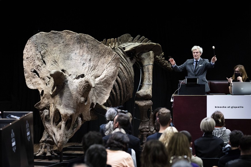 Une squelette d&#039;un tricératops vendu aux enchères à Paris en 2021.