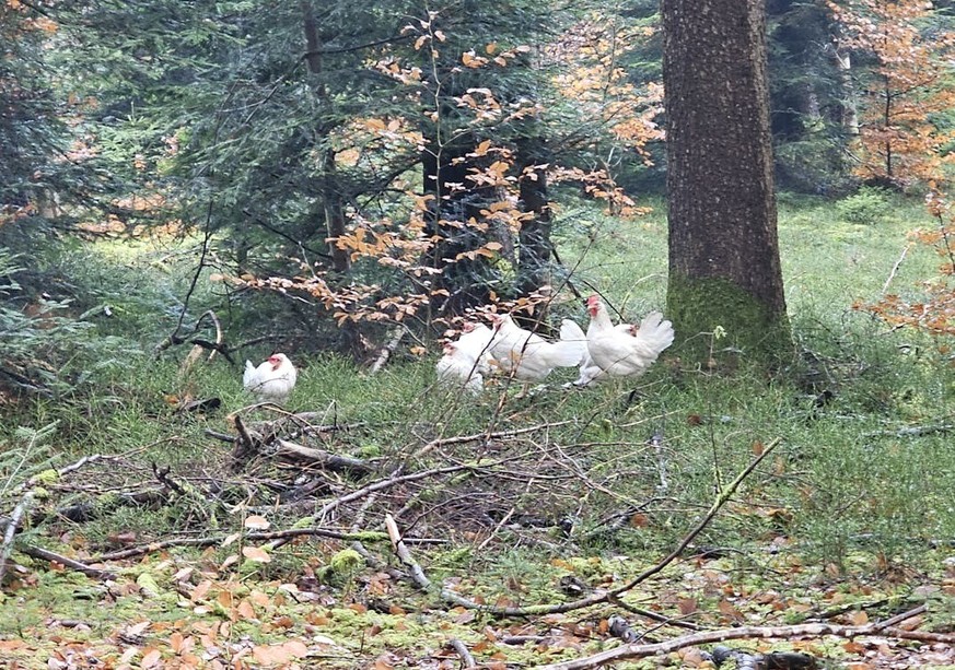La police de Berne face à une affaire de poules abandonnées le 10 décembre.