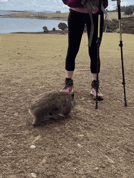 GIF animé