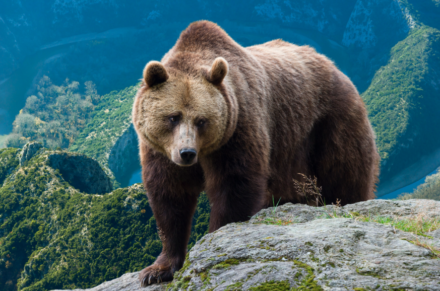 Un randonneur grec, parti marcher dans une forêt du massif des Rhodopes, dans le nord-est de la Grèce, près de la Bulgarie, a fait une chute mortelle après avoir été poussé dans un ravin par un ours,  ...