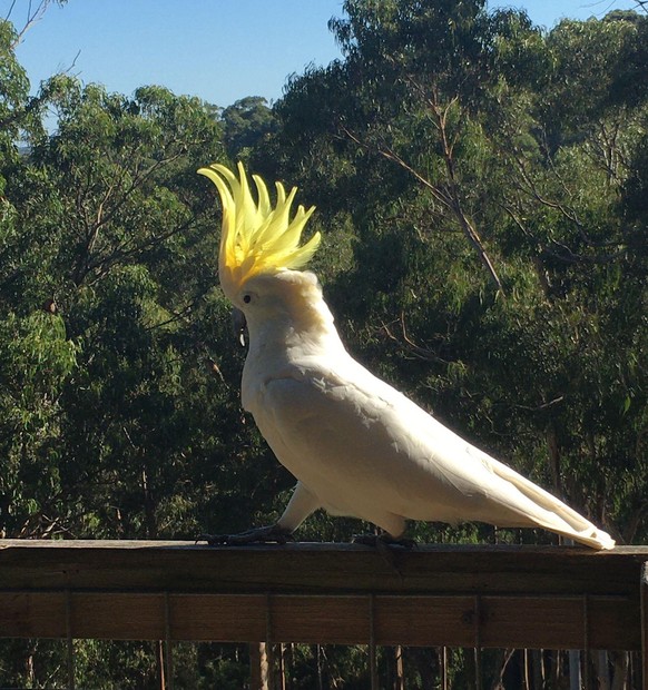 Gelbhaubenkakadu cute news animal tier vogel australien
VOR VERWENDUNG BITTE CORINA FRAGEN!!
