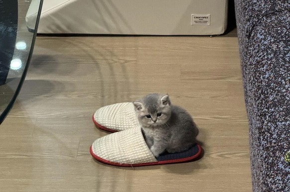 Baby Katze sitzt in Finken