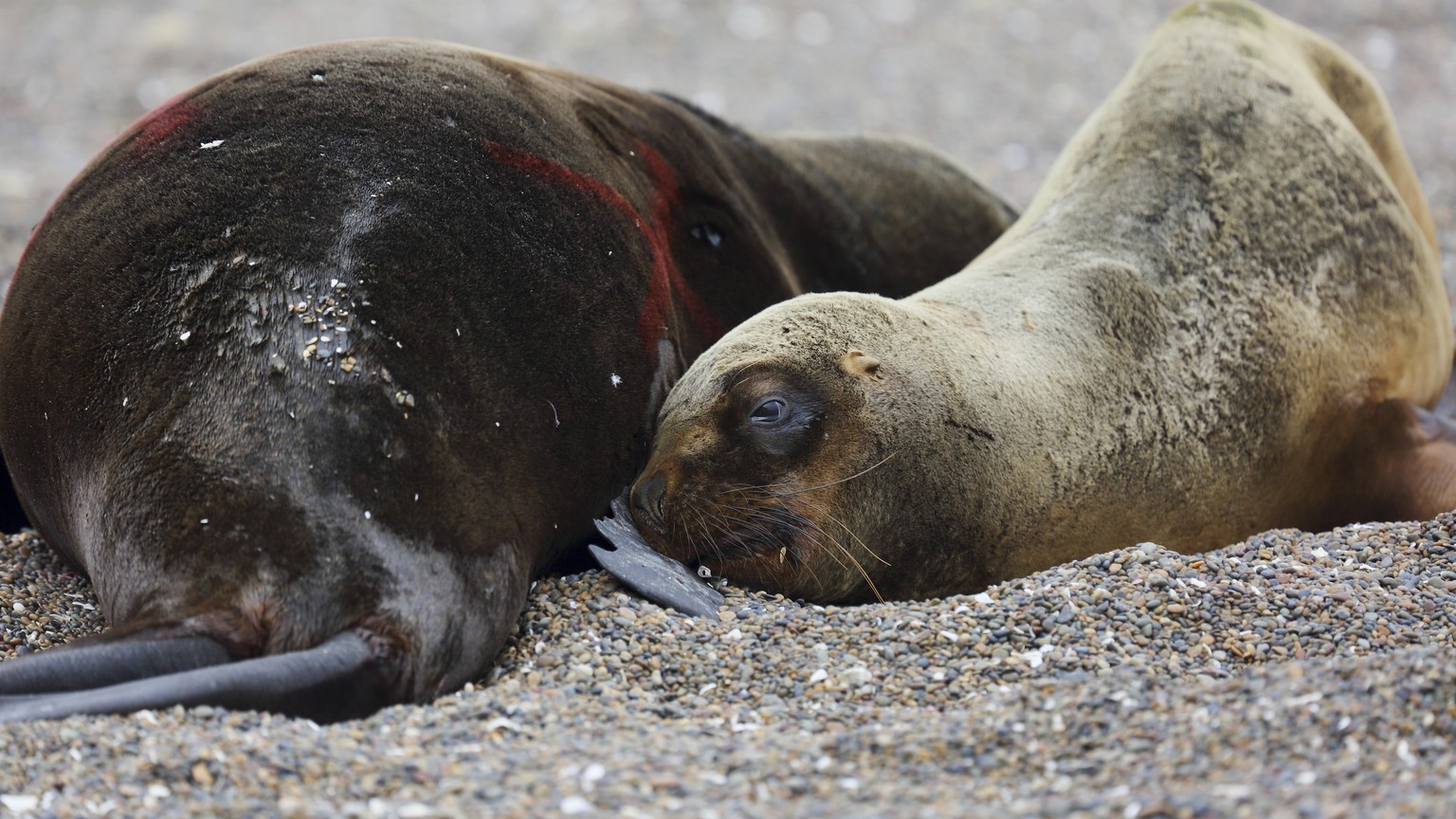 A sea lion lays beside another dead sea lion at an Atlantic Patagonian beach near Viedma, R�o Negro province, Argentina, Monday, Aug. 28, 2023. Government sanitary experts suspect that bird flu is kil ...