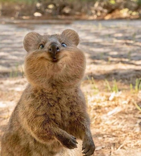 cute news animal tier quokka

https://www.facebook.com/theblessedimages