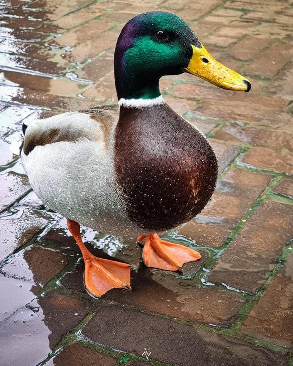 cute news animal tier ente

https://www.reddit.com/r/aww/comments/sxs4t2/duck_in_the_rain_oc/