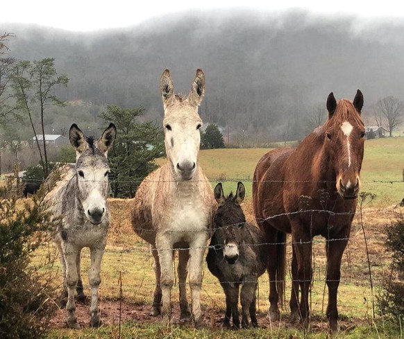 cute news animal tier pferd esel

https://www.reddit.com/r/aww/comments/rlwthr/found_this_group_of_cuties_that_ran_up_to_the/