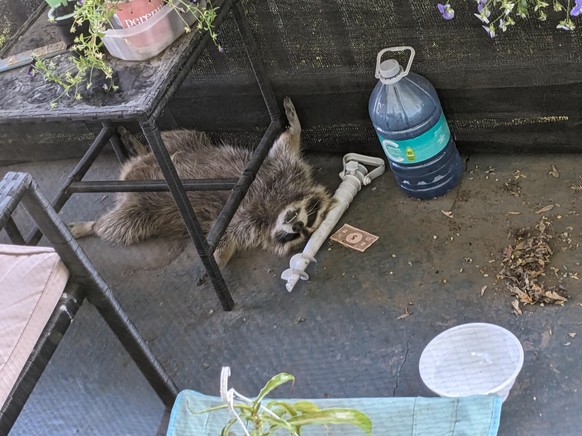 cute news tier waschbär

https://www.reddit.com/r/AnimalsBeingDerps/comments/1lz57pp/this_raccoon_sleeping_on_my_balcony/