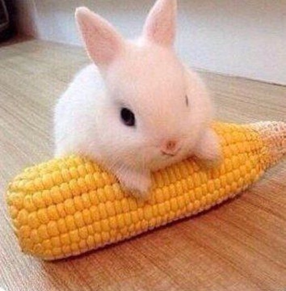 cute news tier hase

https://imgur.com/t/aww/SvosCMC