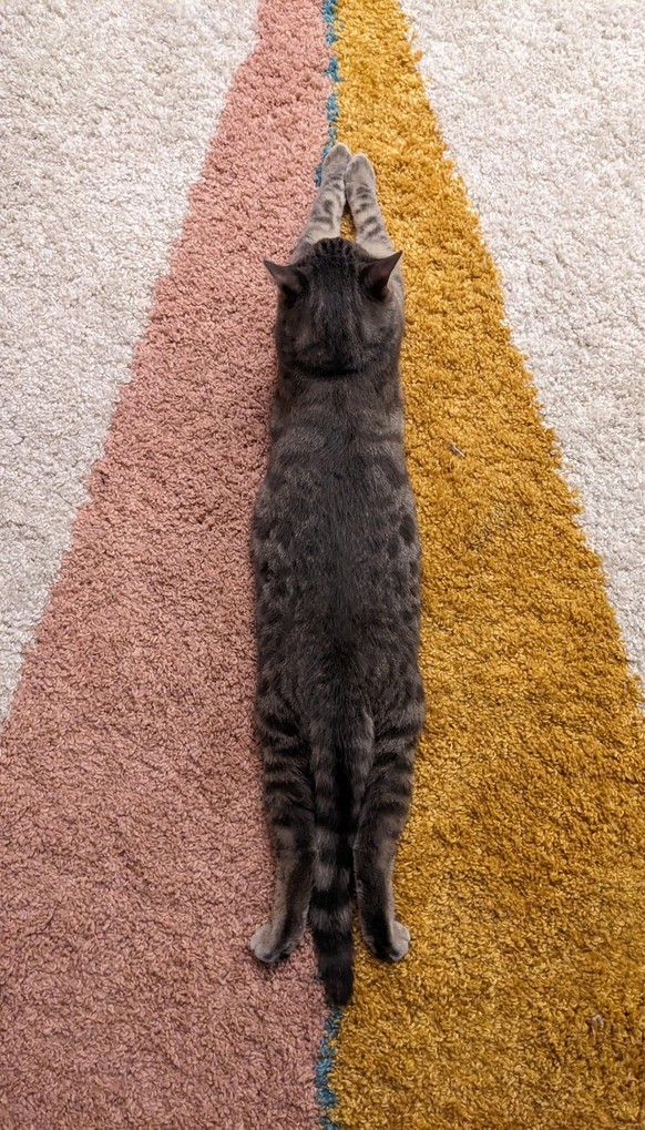 Perfektes Bild: Jatze auf Teppich