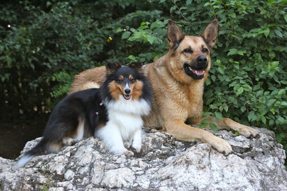 Deux amis sur un rocher. © FOUR PAWS | Vivian Tan