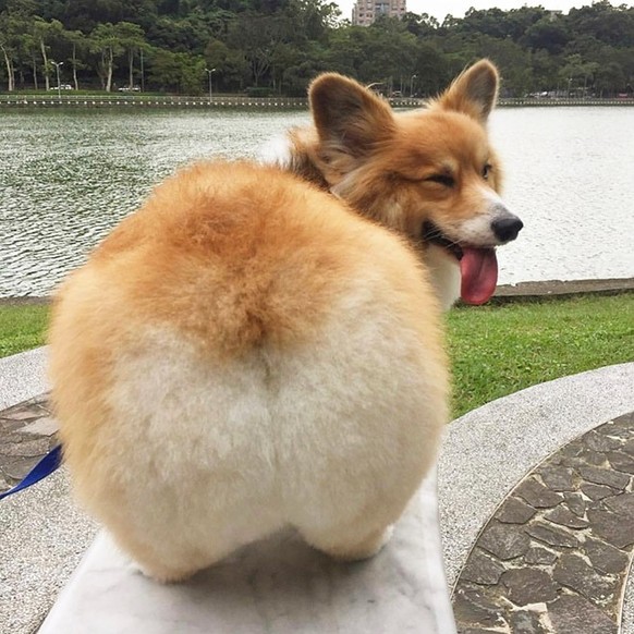 Les corgis sont trop chou.