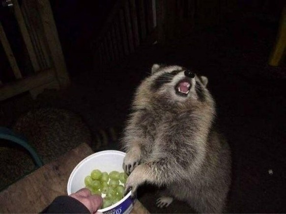 cute news tier waschbär

https://www.reddit.com/r/Raccoons/comments/1nnrvam/grapes/