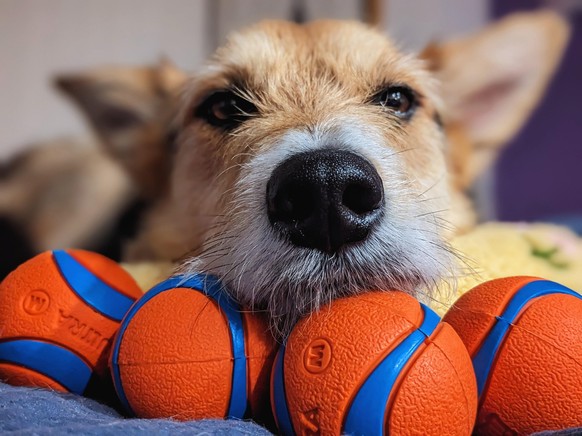 cute news tier hund

https://imgur.com/t/aww/UAoKHnG