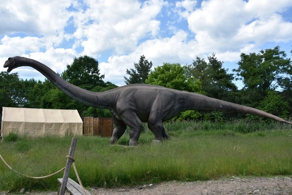 L&#039;apatosaurus de 23 mètres.
