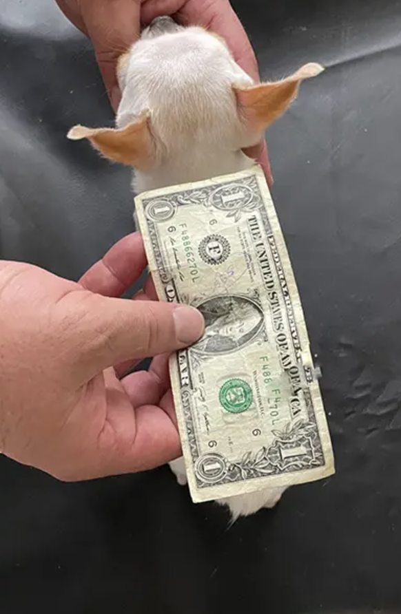 Surprise