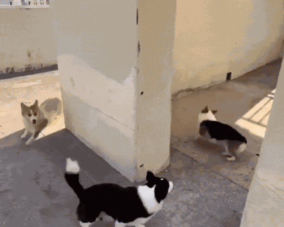 GIF animé