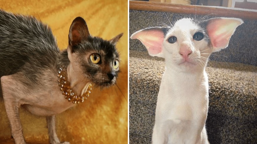 11 chats qui n'ont pas un physique facile